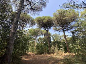 Scopri di più sull'articolo LA PINETA DI RAVENNA